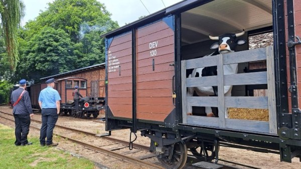 020 Nachtrag zu Bild 015:<br />So sieht´s im Viehwagen jetzt aus. Wir können inzwischen eine &quot;vegetarische&quot; Kuh samt Kälbchen präsentieren. <br />Heiligenberg am historischen Wochenende Anfang Juli.<br />Foto Axel E.