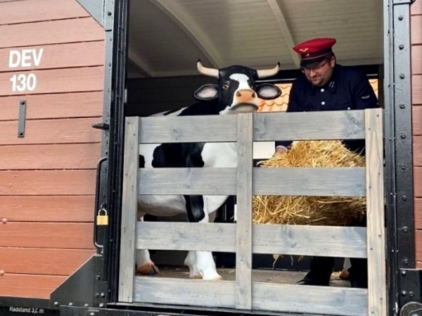 021 In Asendorf kümmert sich am historischen Wochenende Fabian um das Wohlbefinden der Kühe.